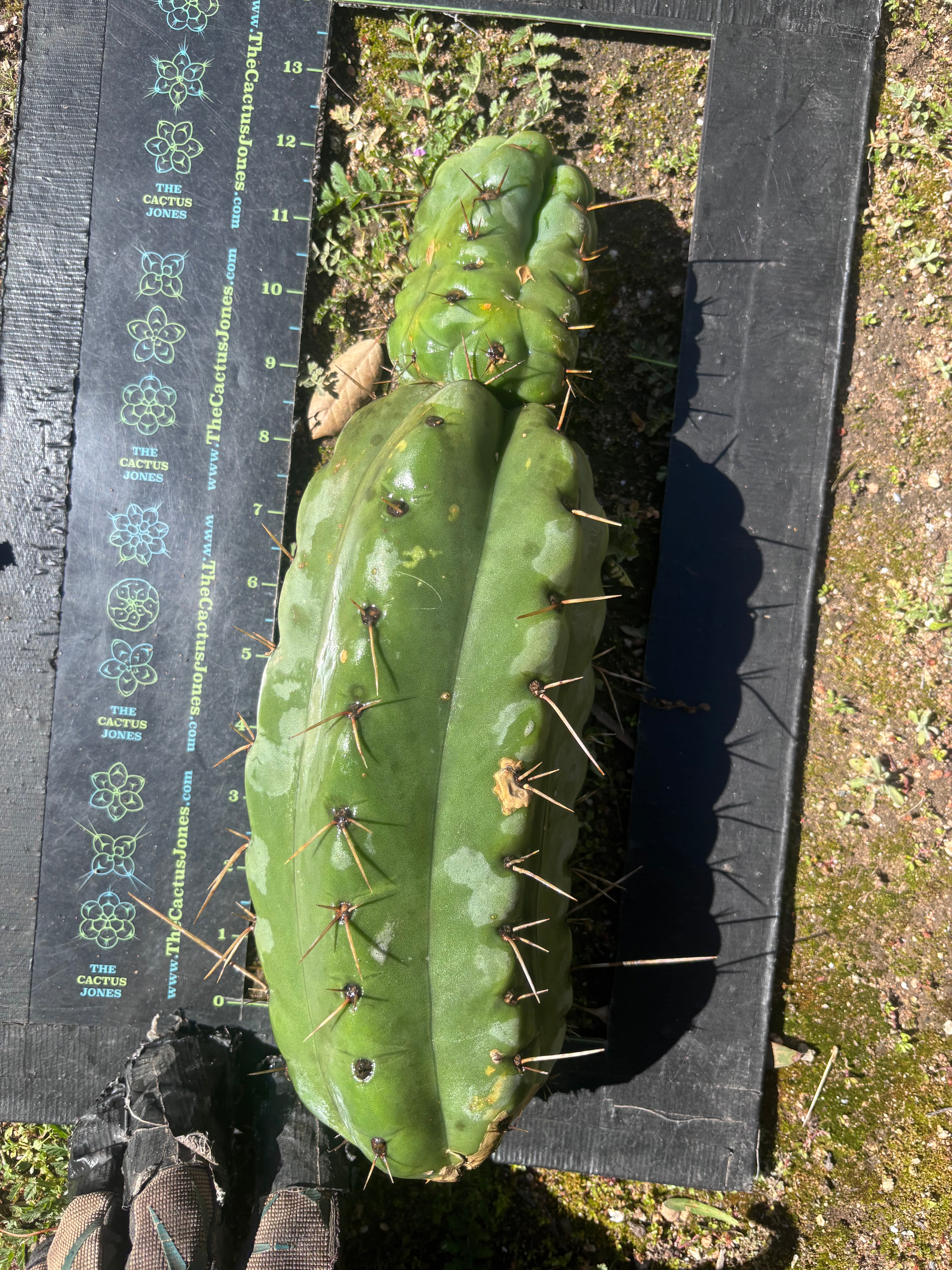💎🌶️🌶️ NOM — Beefy 13” Stacker Pup
