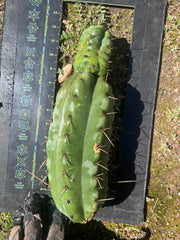 💎🌶️🌶️ NOM — Beefy 13” Stacker Pup