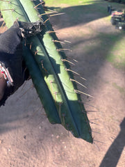 👑🌶️💎 Xochi — XXL 21” Tip