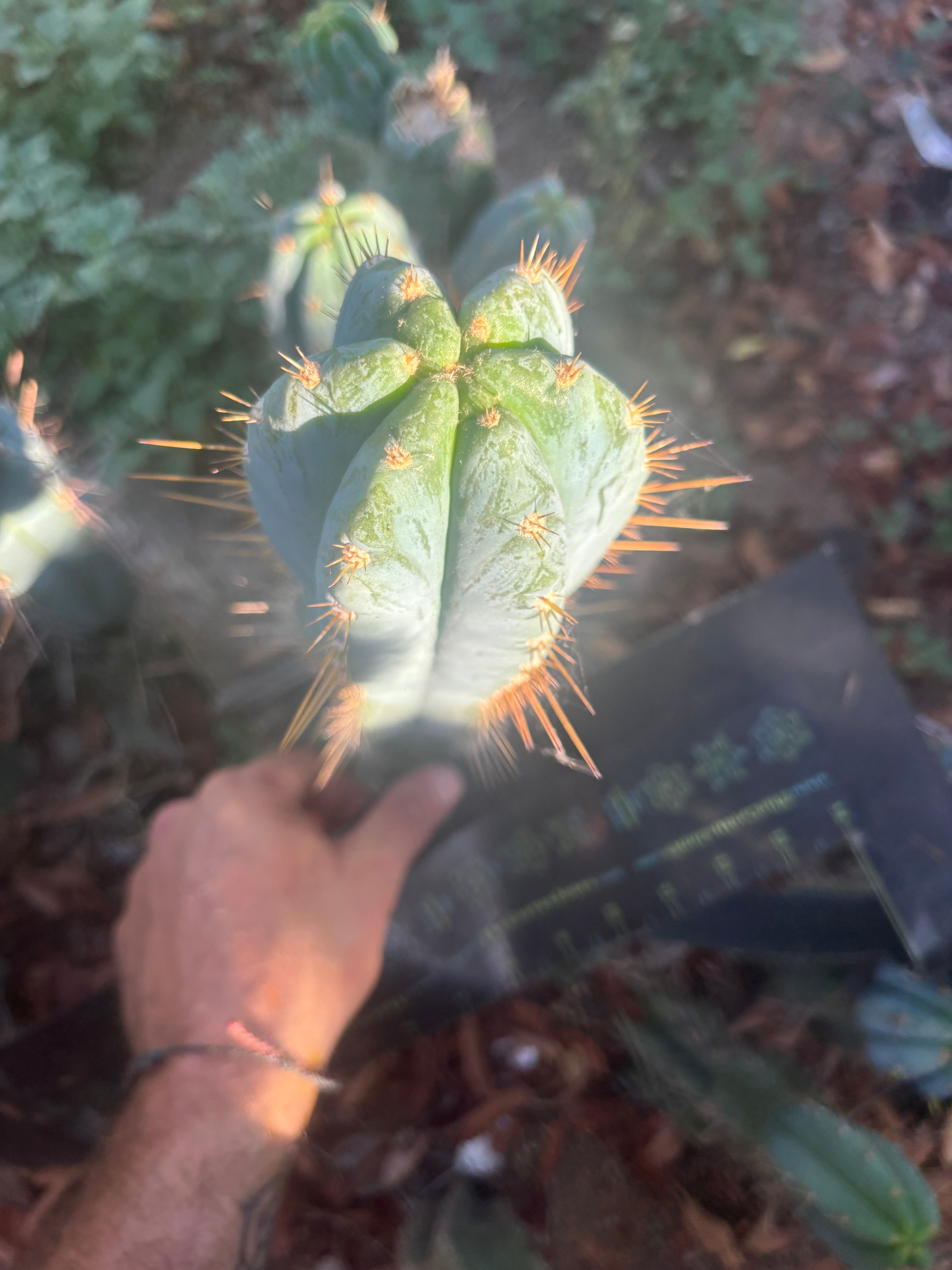 💎👑 Argentinensis “Coopers Clone” — 10” Tip