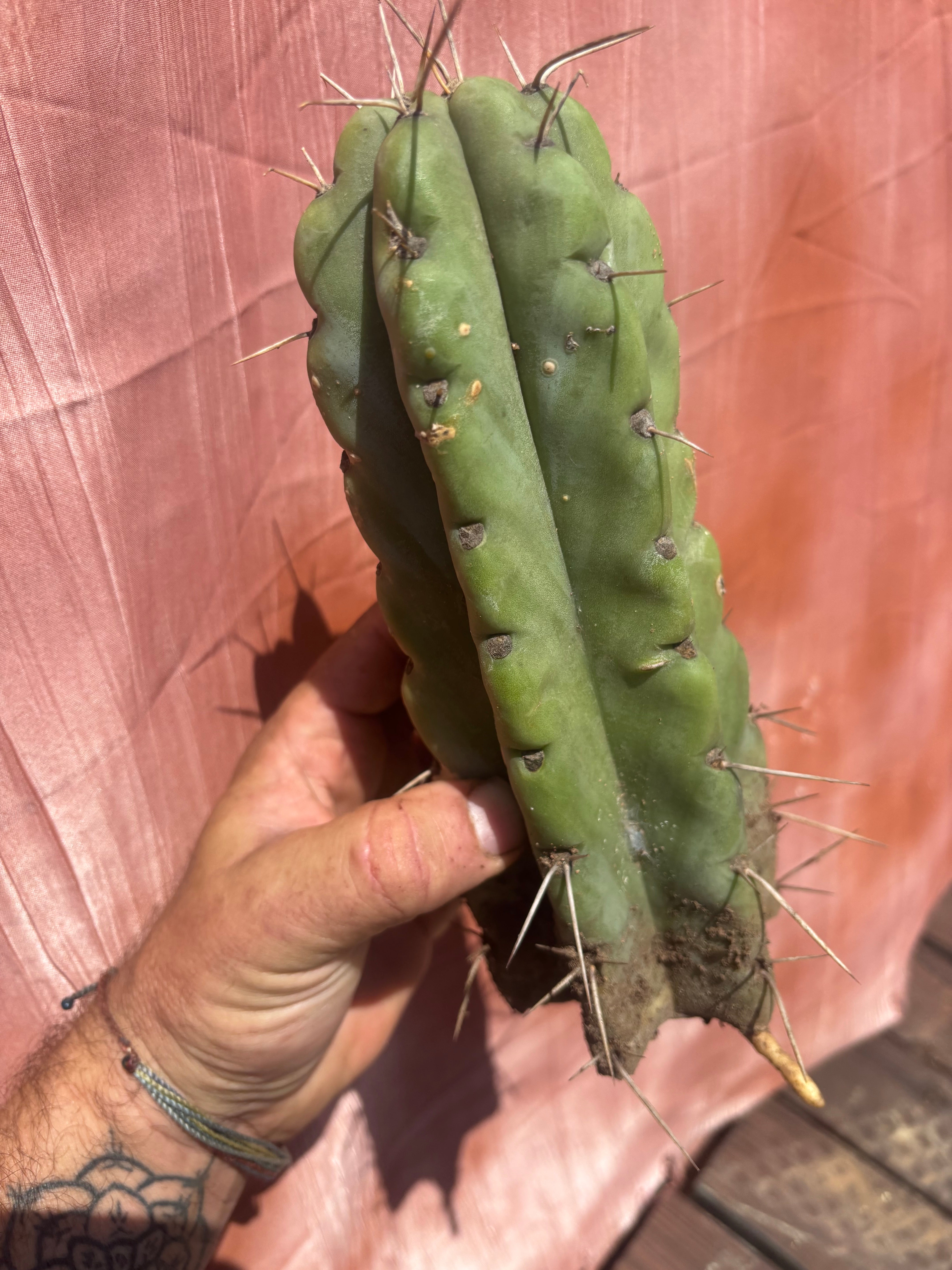 💎💎🌶️🌶️ NOM — 9” Tip, Throwing Roots