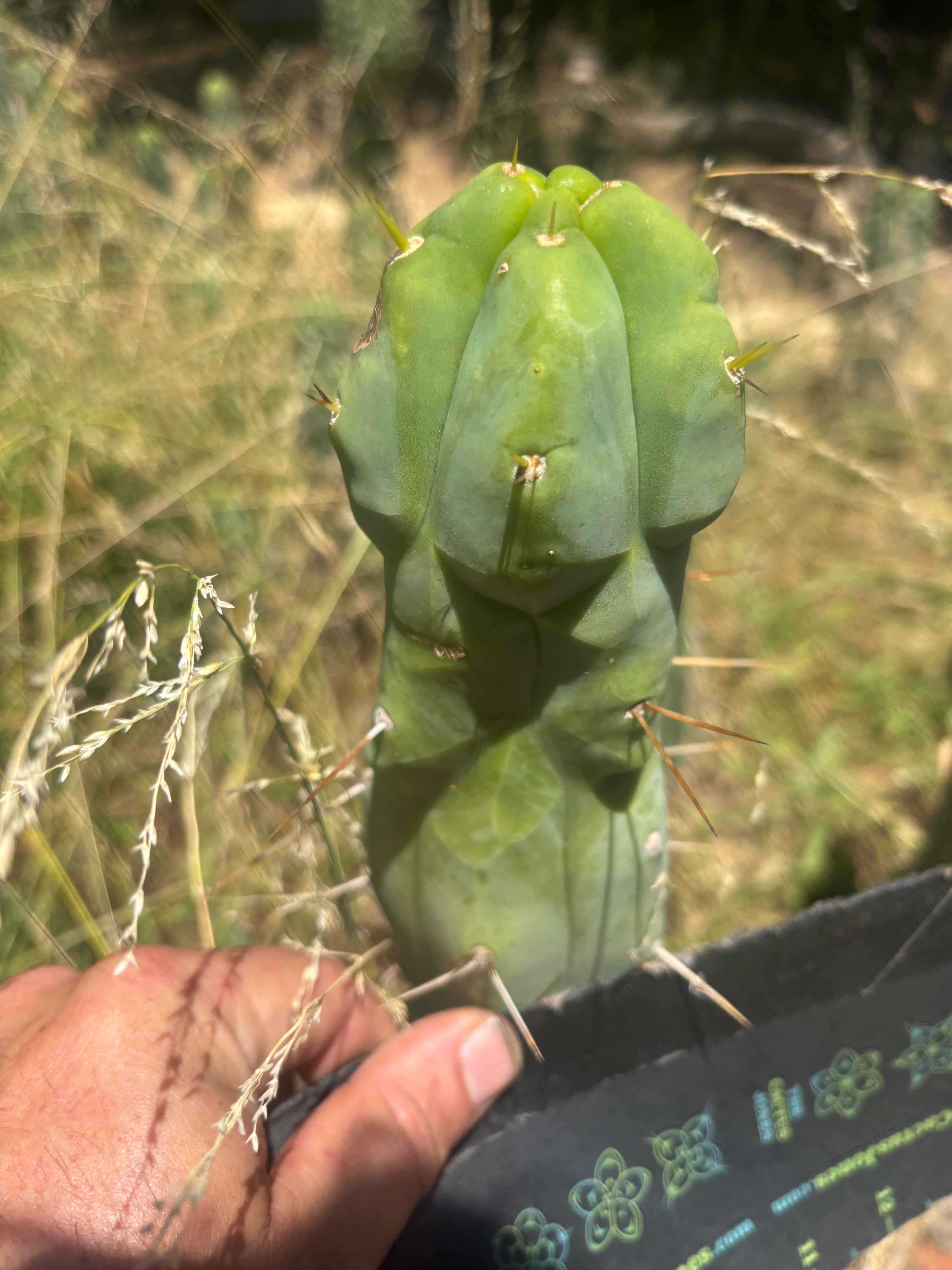 💎👑🌶️ Monster De Cota Cota — Chonky Tip