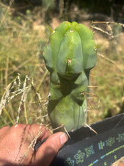 💎👑🌶️ Monster De Cota Cota — Chonky Tip