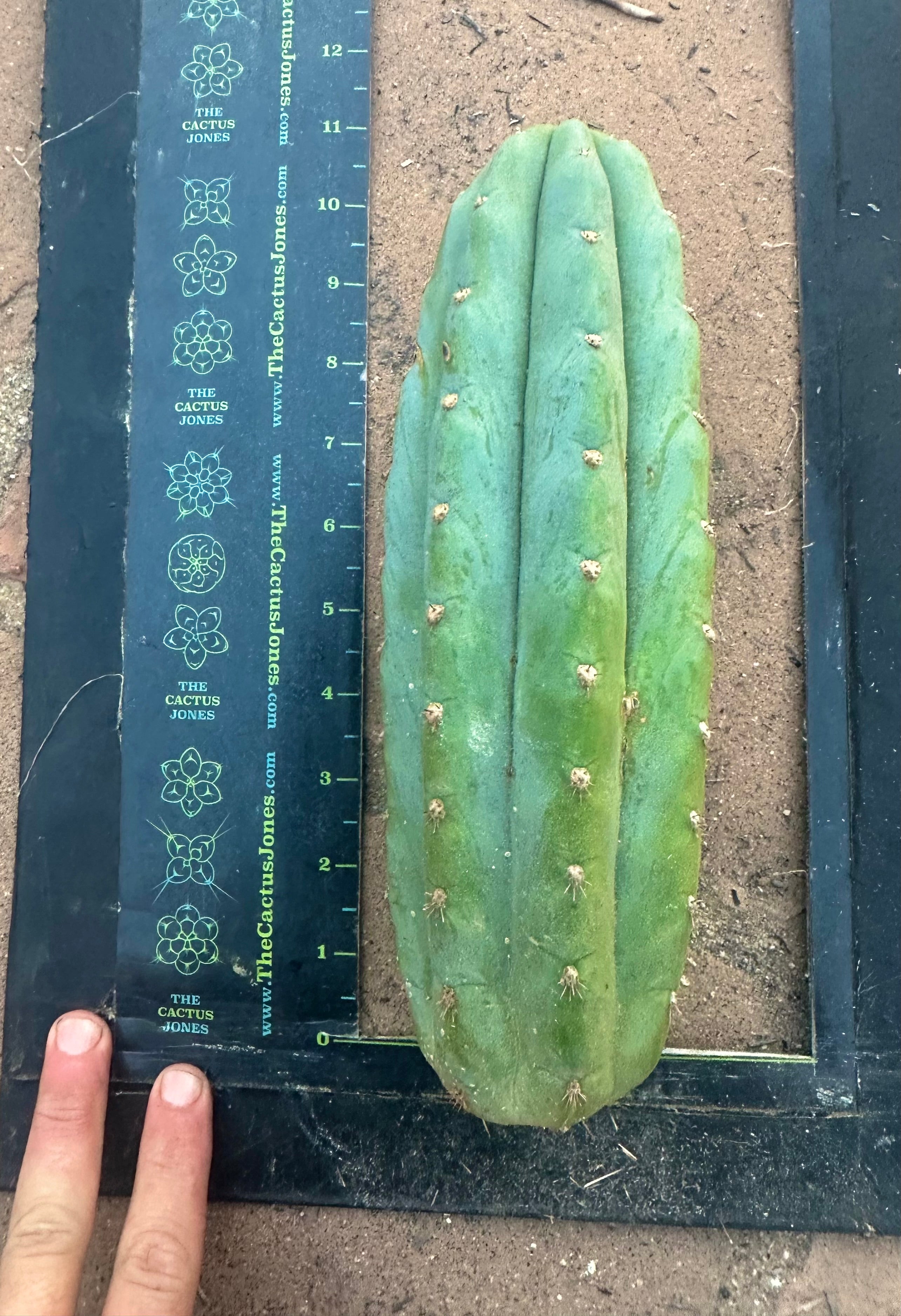 👑🌶️ Tom Juuls Giant — Chonky 10” Pup