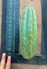 👑🌶️ Tom Juuls Giant — Chonky 10” Pup