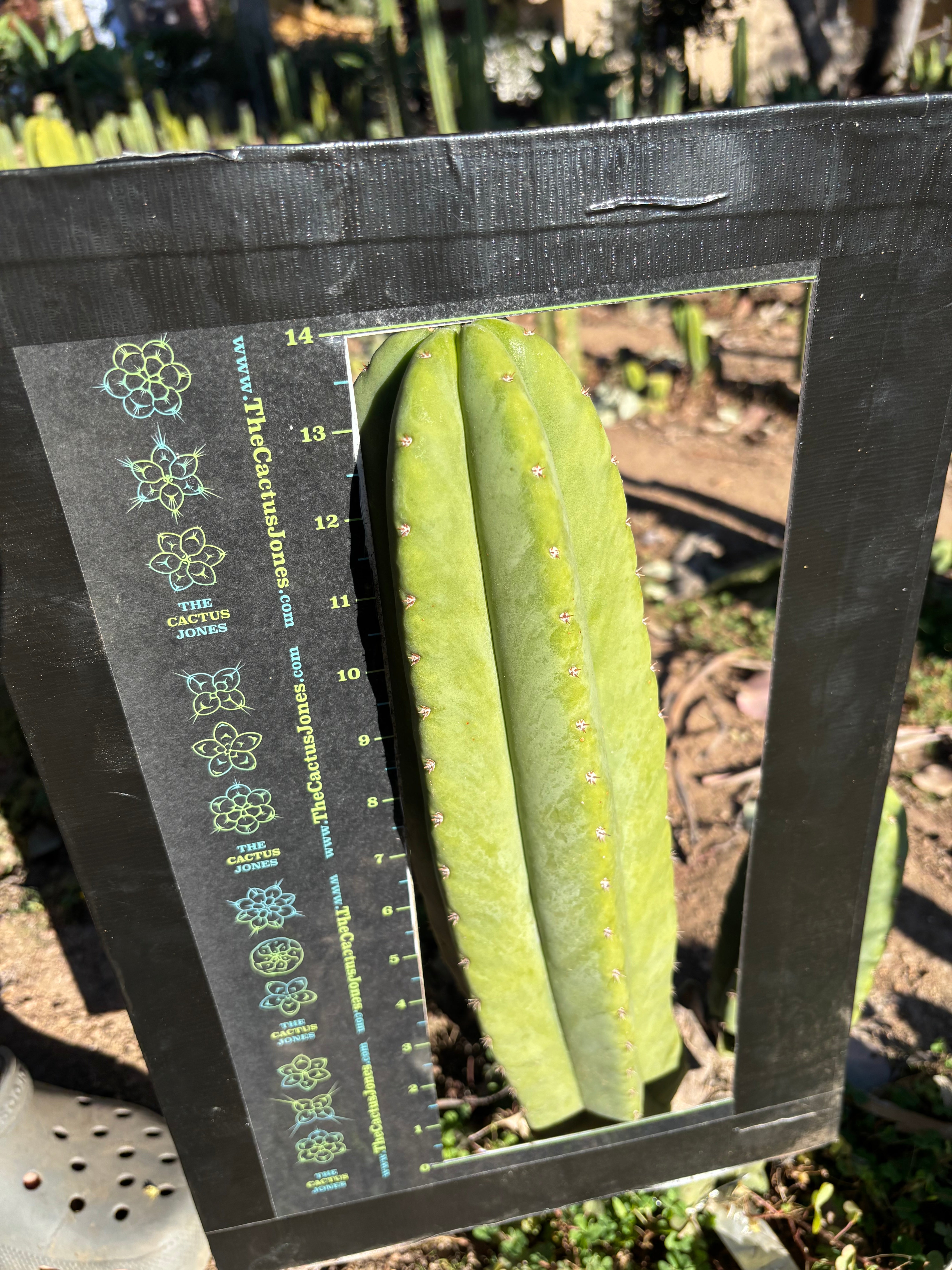 Rod x Hulk — XL 14” Tip