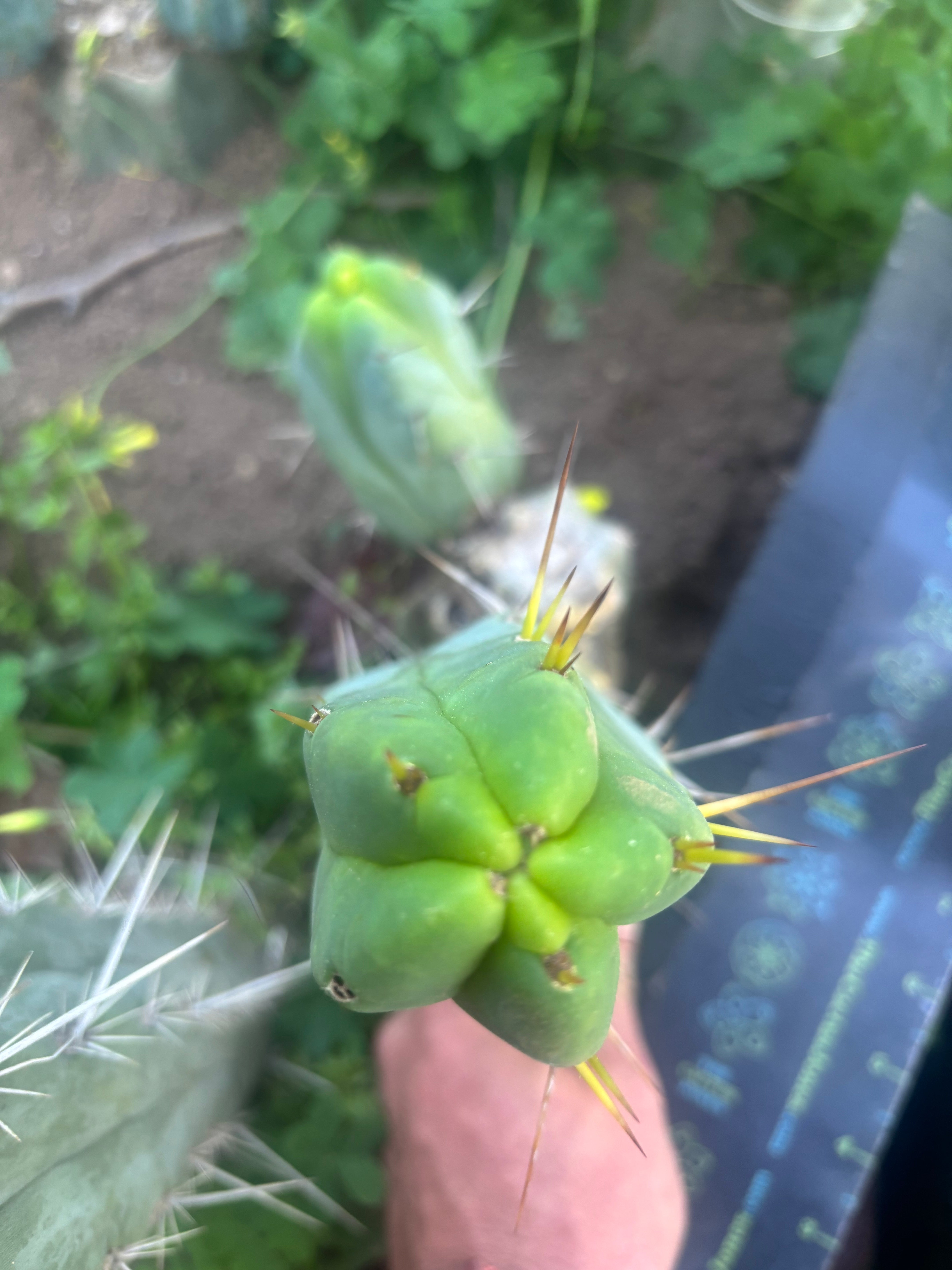 💎👑🌶️ Monster De Cota Cota — 8.5” Pup