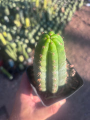 👑🌶️ Ventucky Blue — Rooted Tip