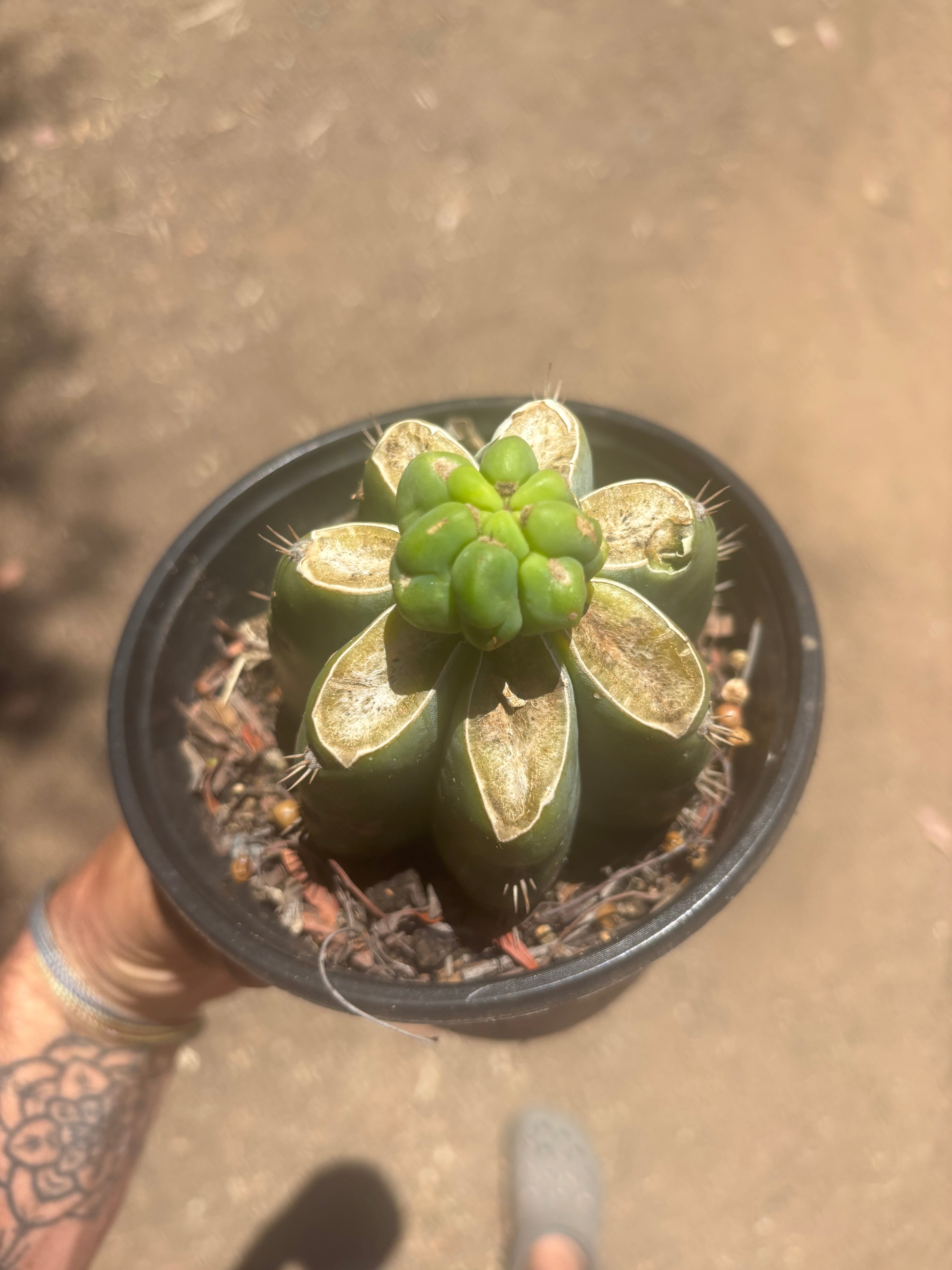 Custom Listing for Nick B