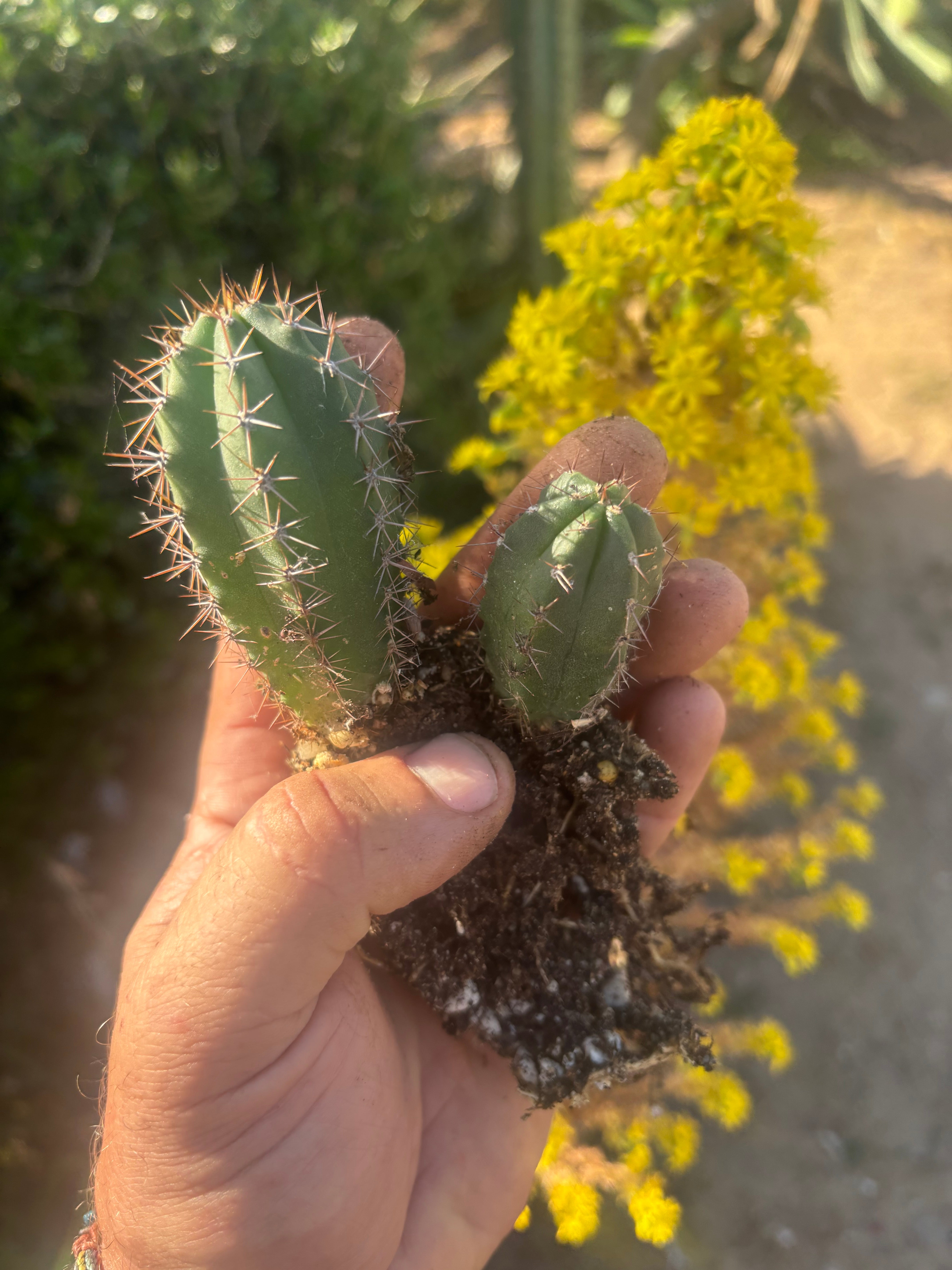 Add-On Freebie — TWO Pala x Ferret Seedlings (Copy)