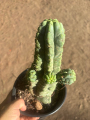 💎👑💎 Havran — Established Multi-Pup Graft on PC