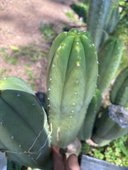 👑🌶️ DaFuq —  XL 14” Pup