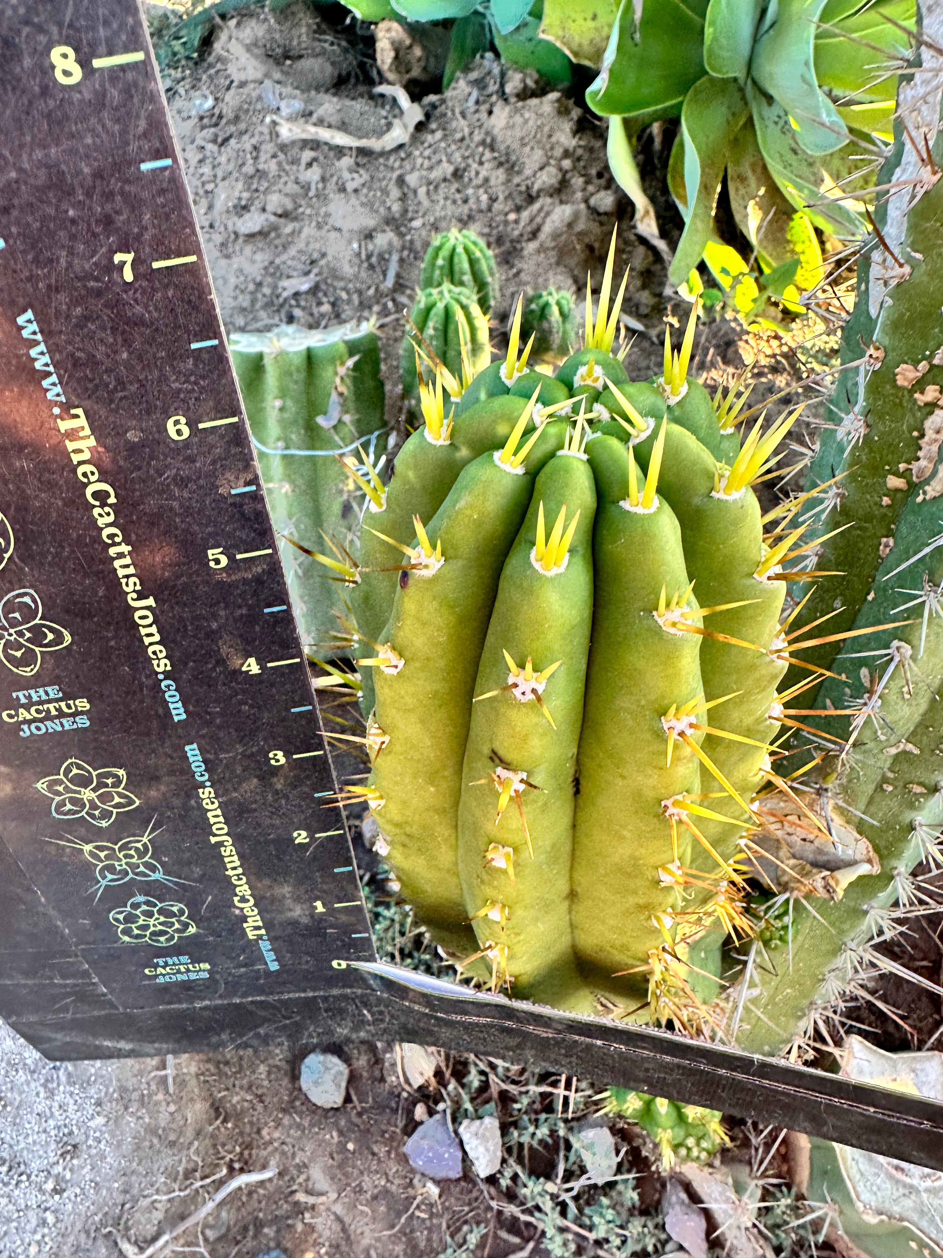 👑 Jones Pink 🌸 — FAT Tip