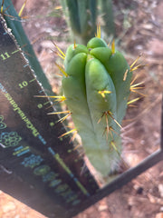 👑🌶️🌶️ SS02  — 11” Tip