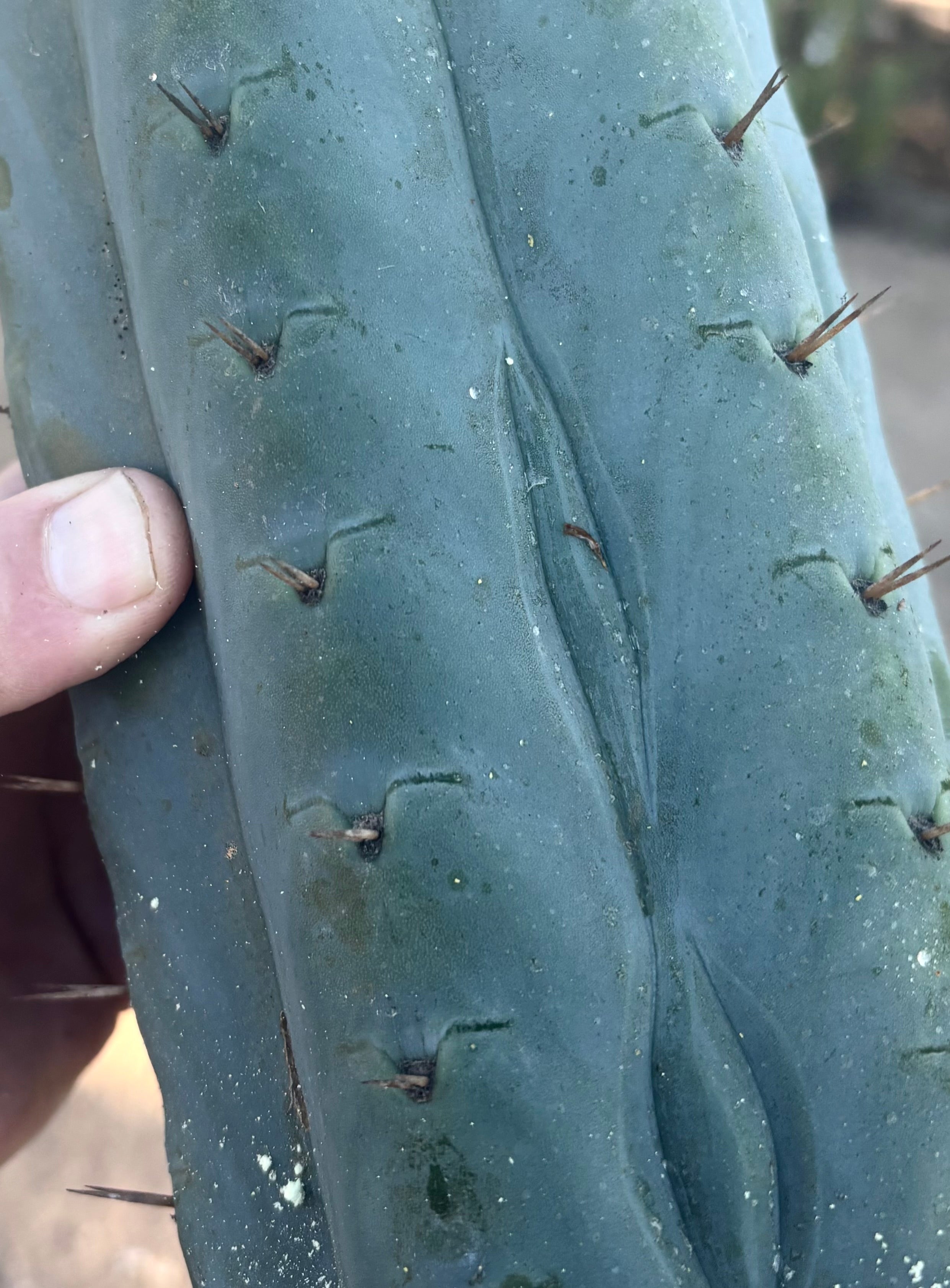 💎👑💎🌶️  Ashdod — 12” Pup