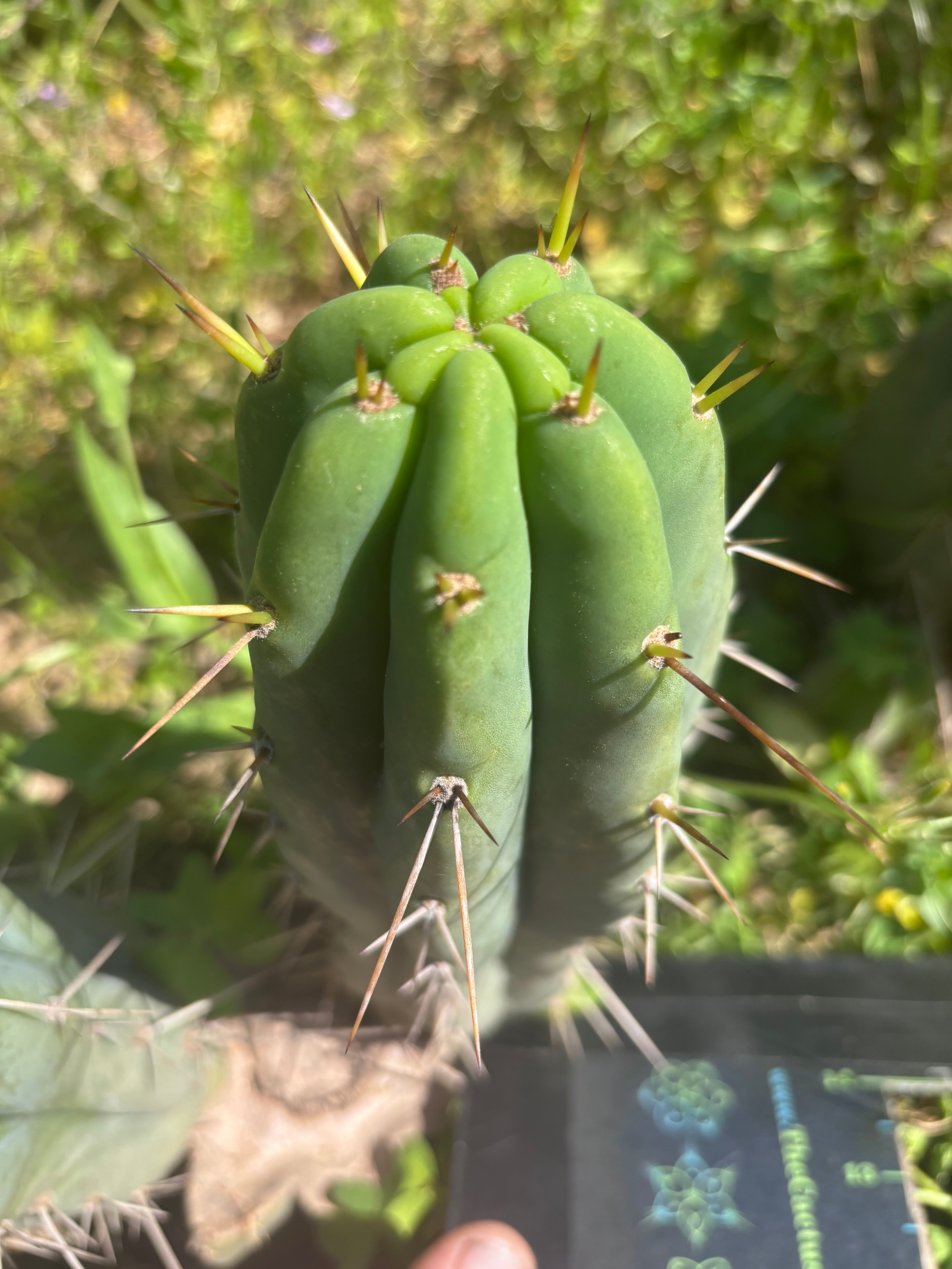 🌶️🌶️⚠️ E.R. — 10” Pup