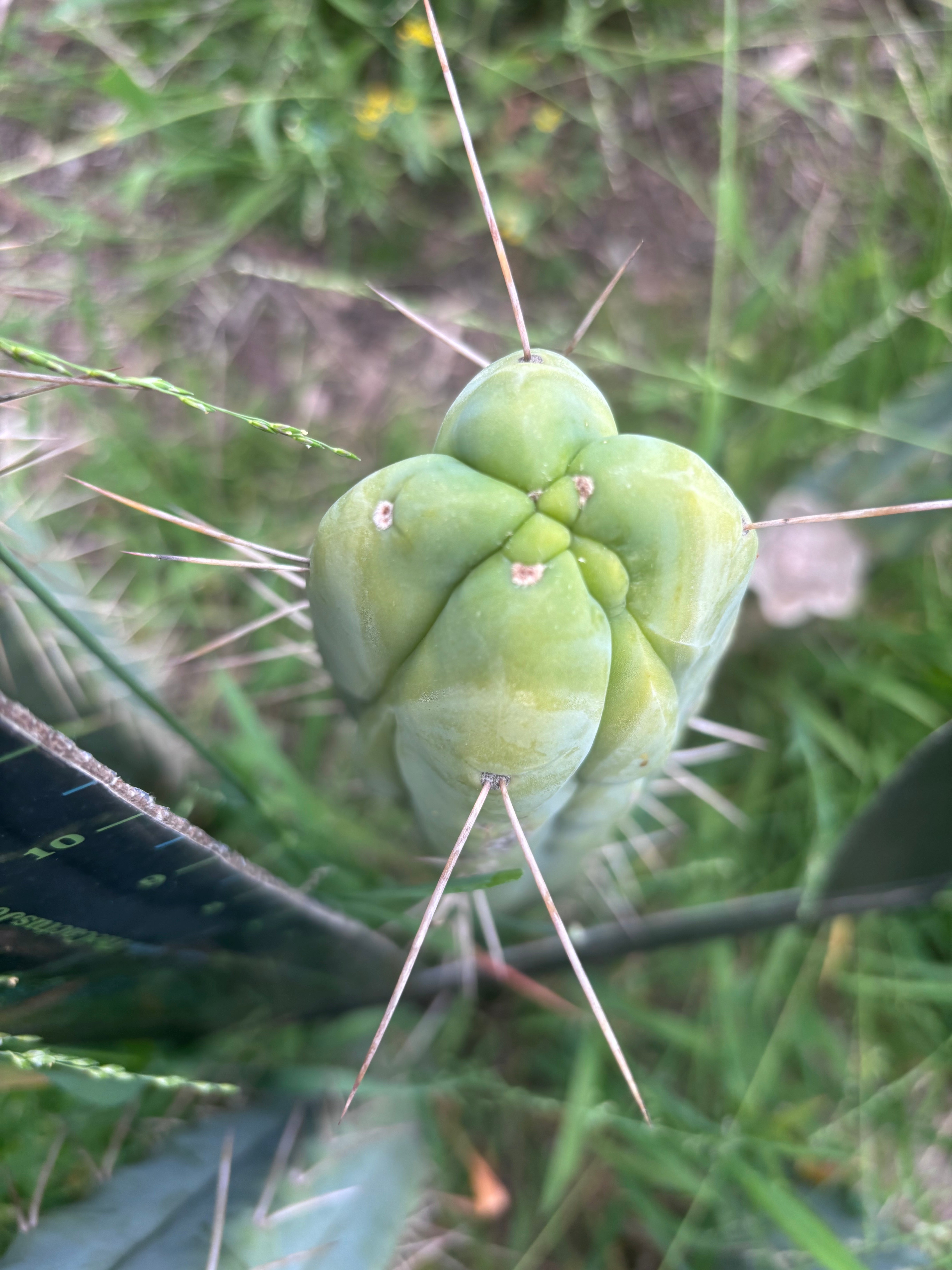 🌶️ Hammer Bridge — 12” FourWang Ribshifter