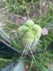 🌶️ Hammer Bridge — 12” FourWang Ribshifter