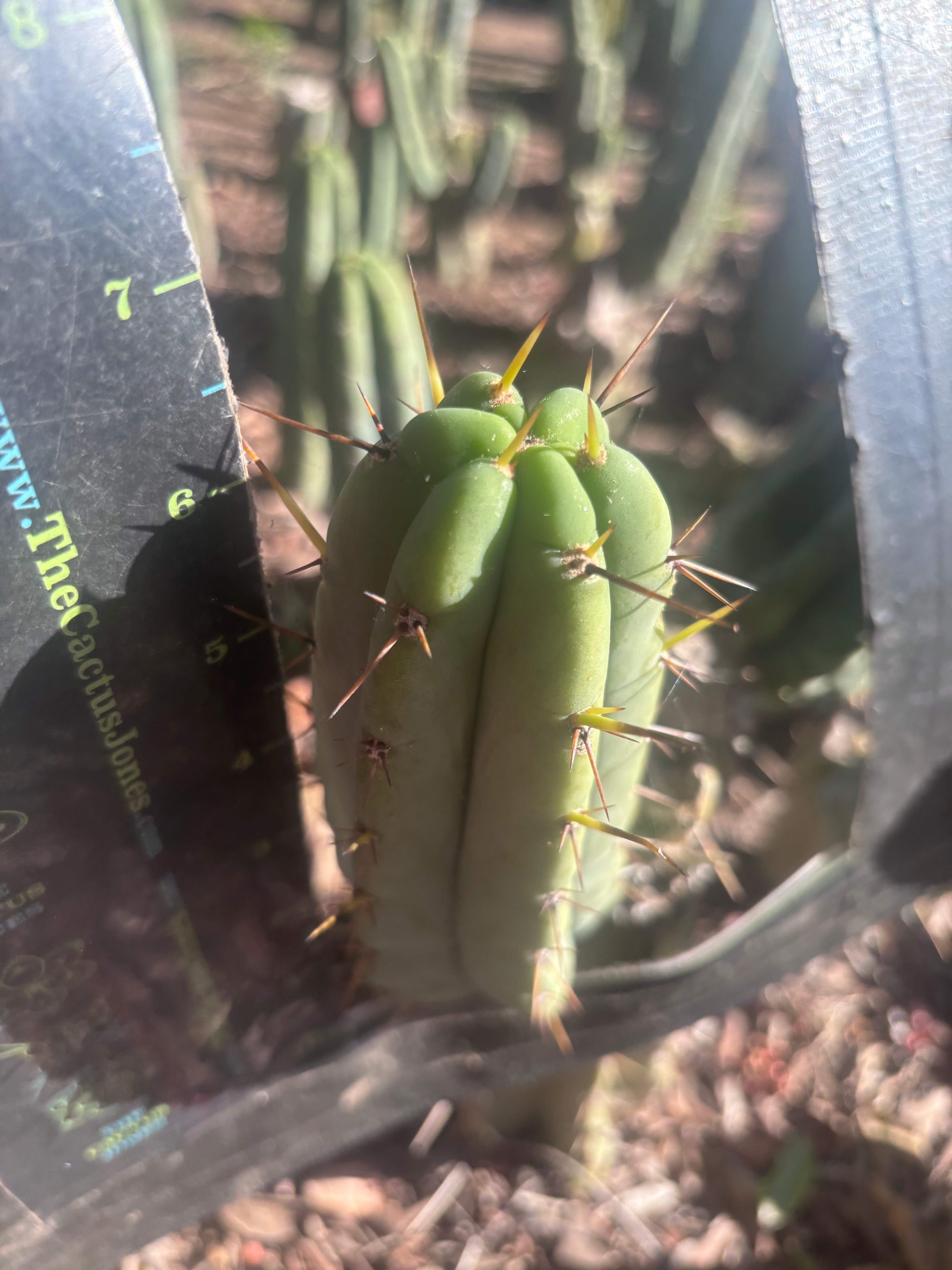 👑🌶️🌶️ Pala! — The Mid Week Pup