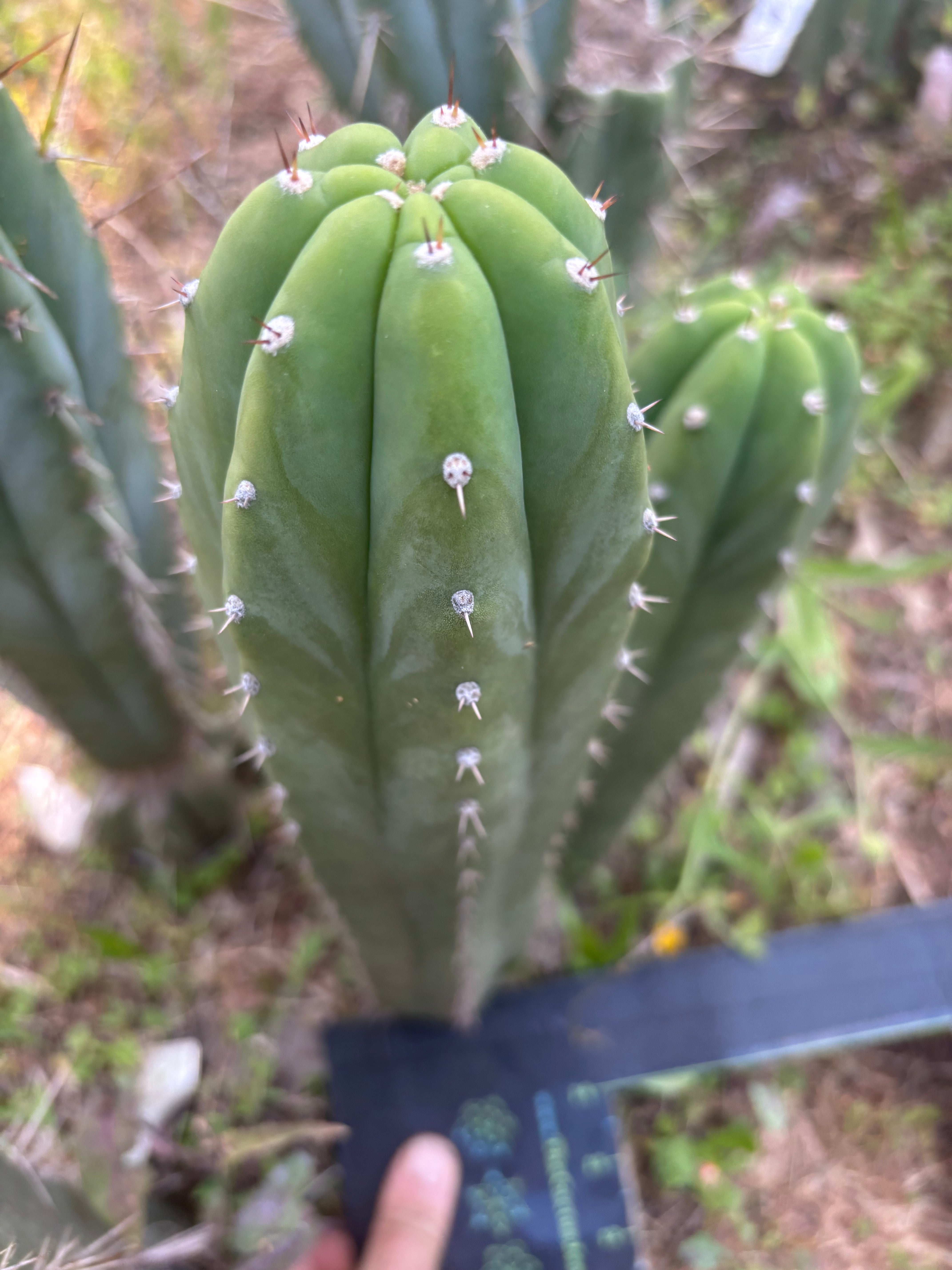 👑 Lancas Mountains — 13” Pup