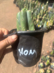 💎🌶️🌶️ NOM — Pup Graft on Rooted Pierre