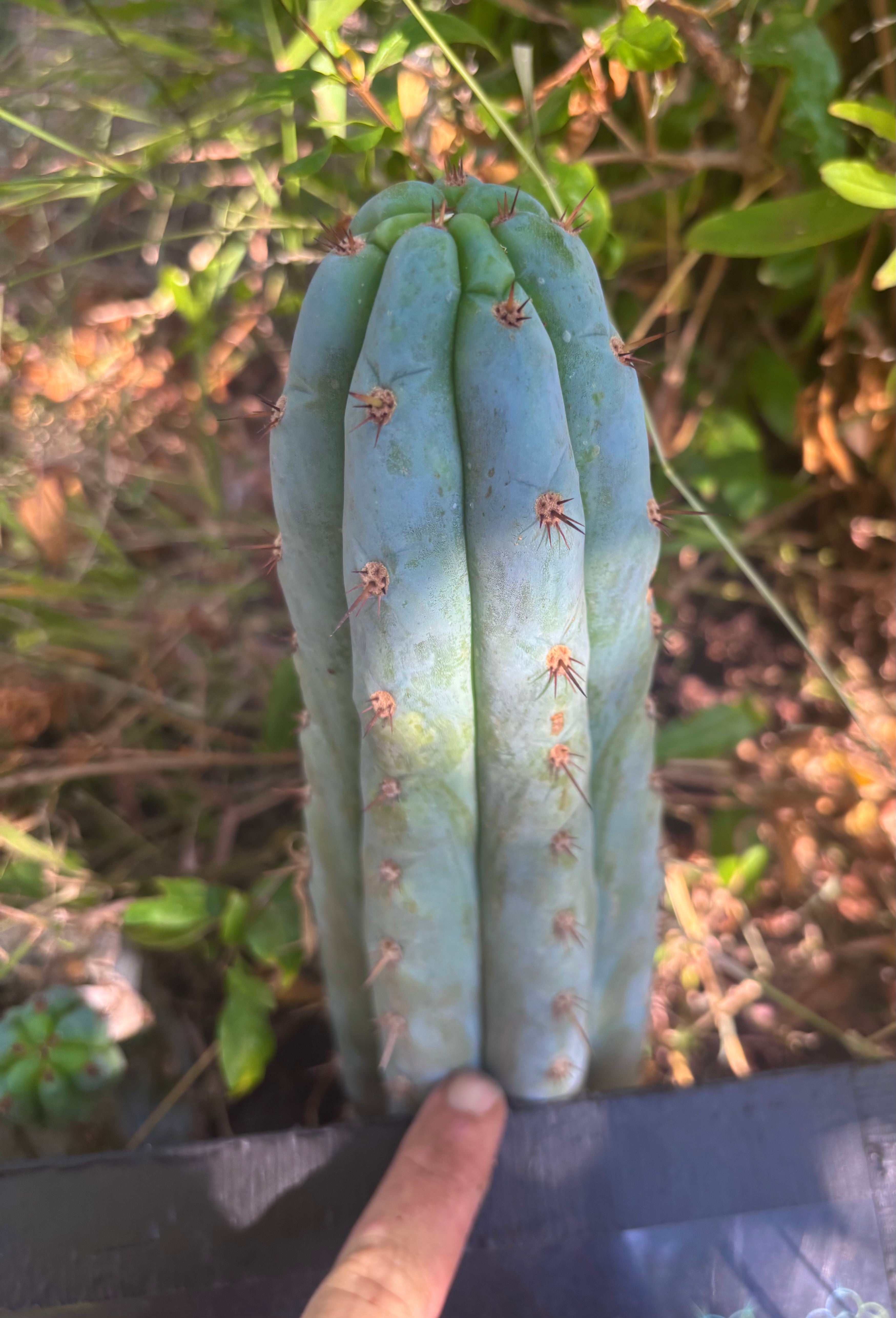 💎👑🌶️ Sharxx Blue — 8” Tip