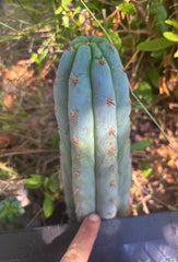 💎👑🌶️ Sharxx Blue — 8” Tip
