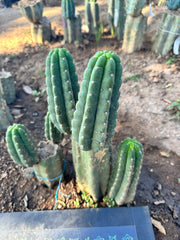 💎👑 Ichoca — 6” Pup