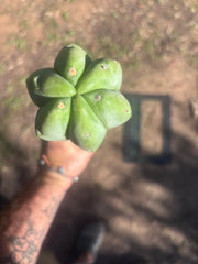 👑🌶️🌶️  Jiimz Twin Spine — XL 14” Tips