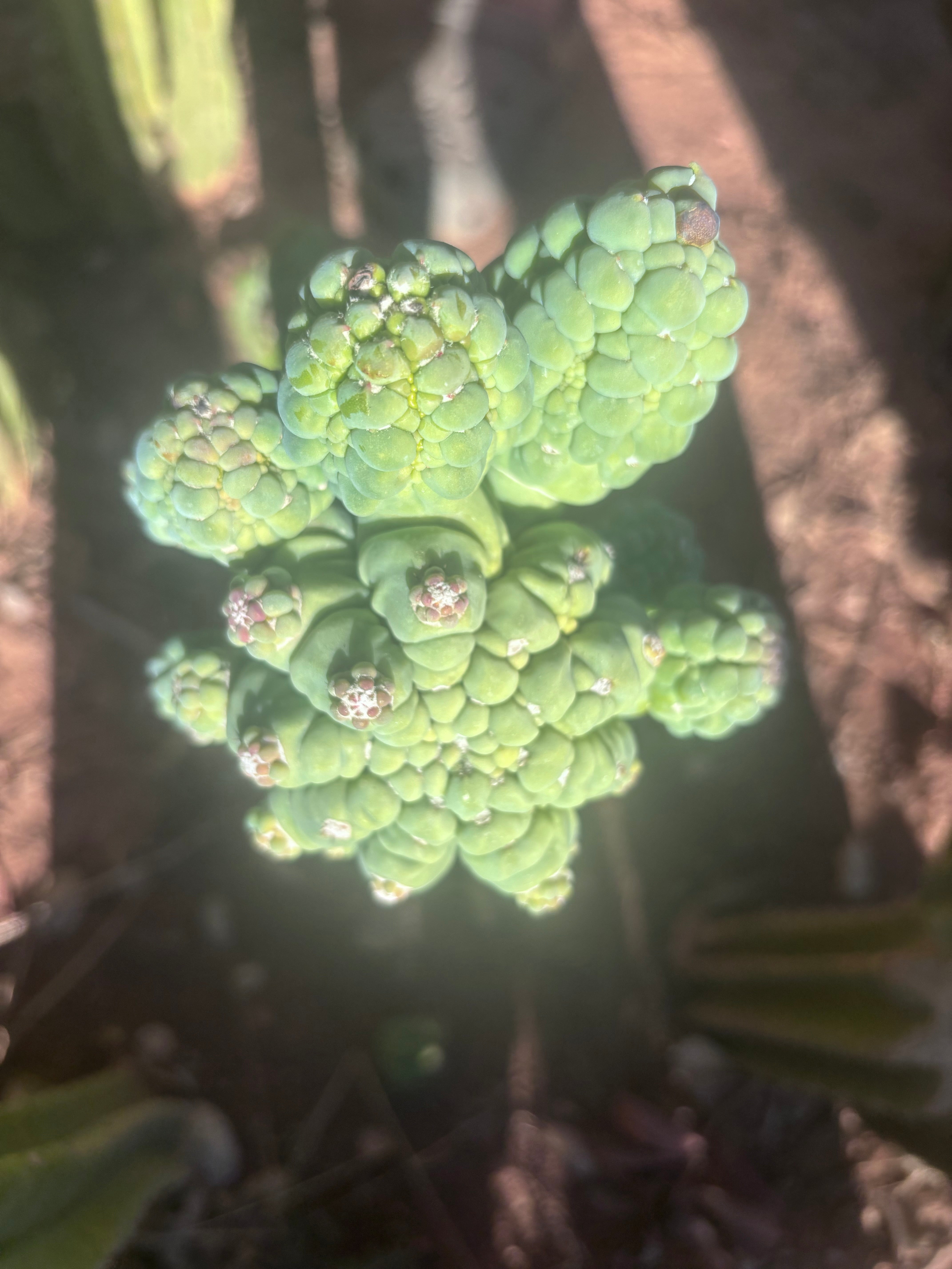 💎👑💎 Glorp — Another XL Pupsplosion Graft