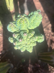 💎👑💎 Glorp — Another XL Pupsplosion Graft