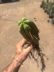 👑🌶️🌶️ Eileen — Fully Rooted 11” Tip