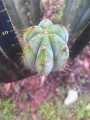 👑🌶️ Kimnach — Beefy 10” Tip