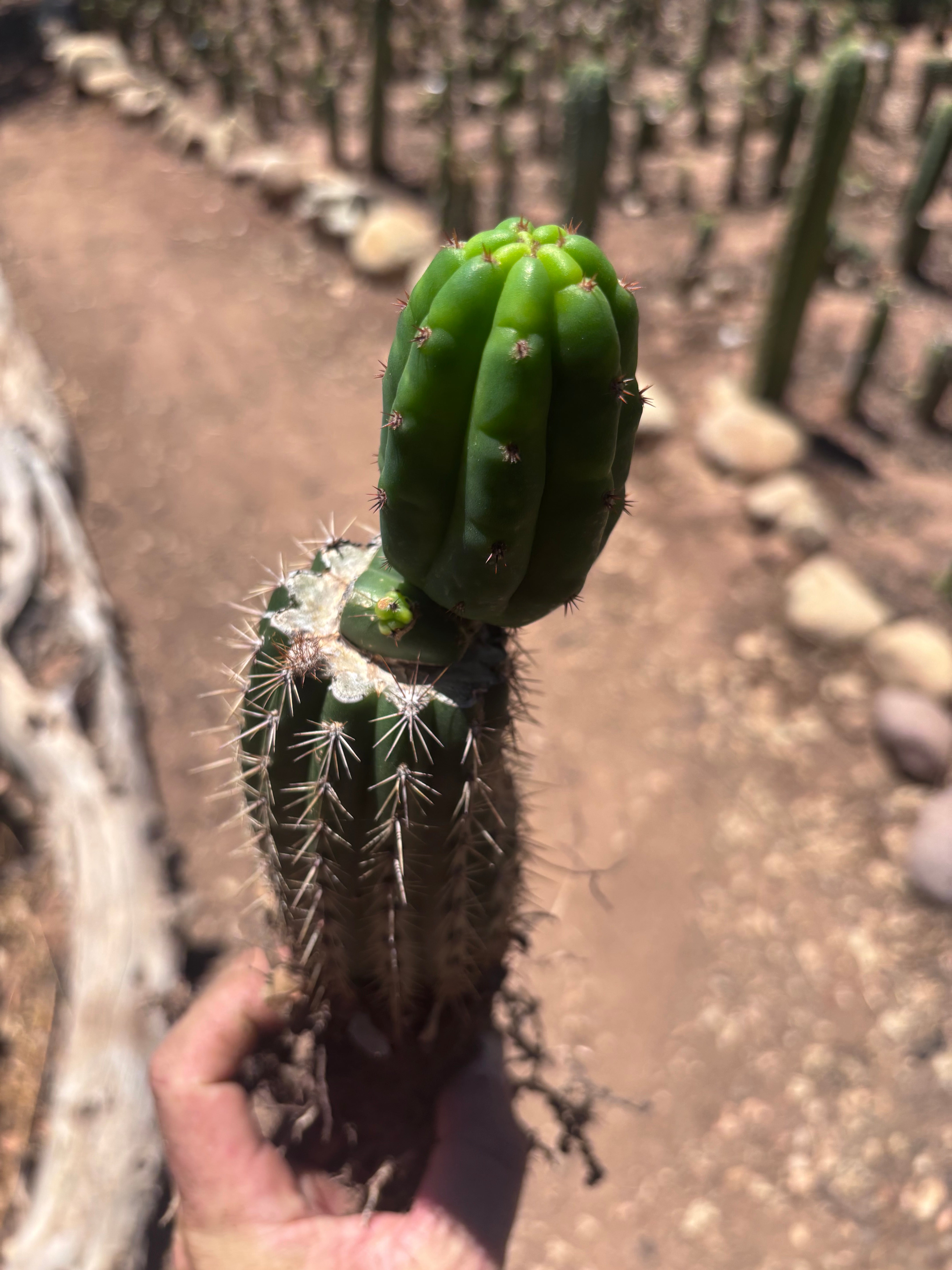 👑🌶️🌶️ KR04 — Whole Rooted Graft