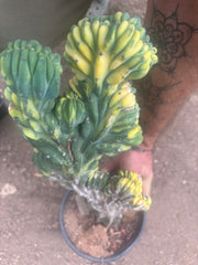 💎🔰 Crested & Variegated Myrtillocactus — Tip Graft