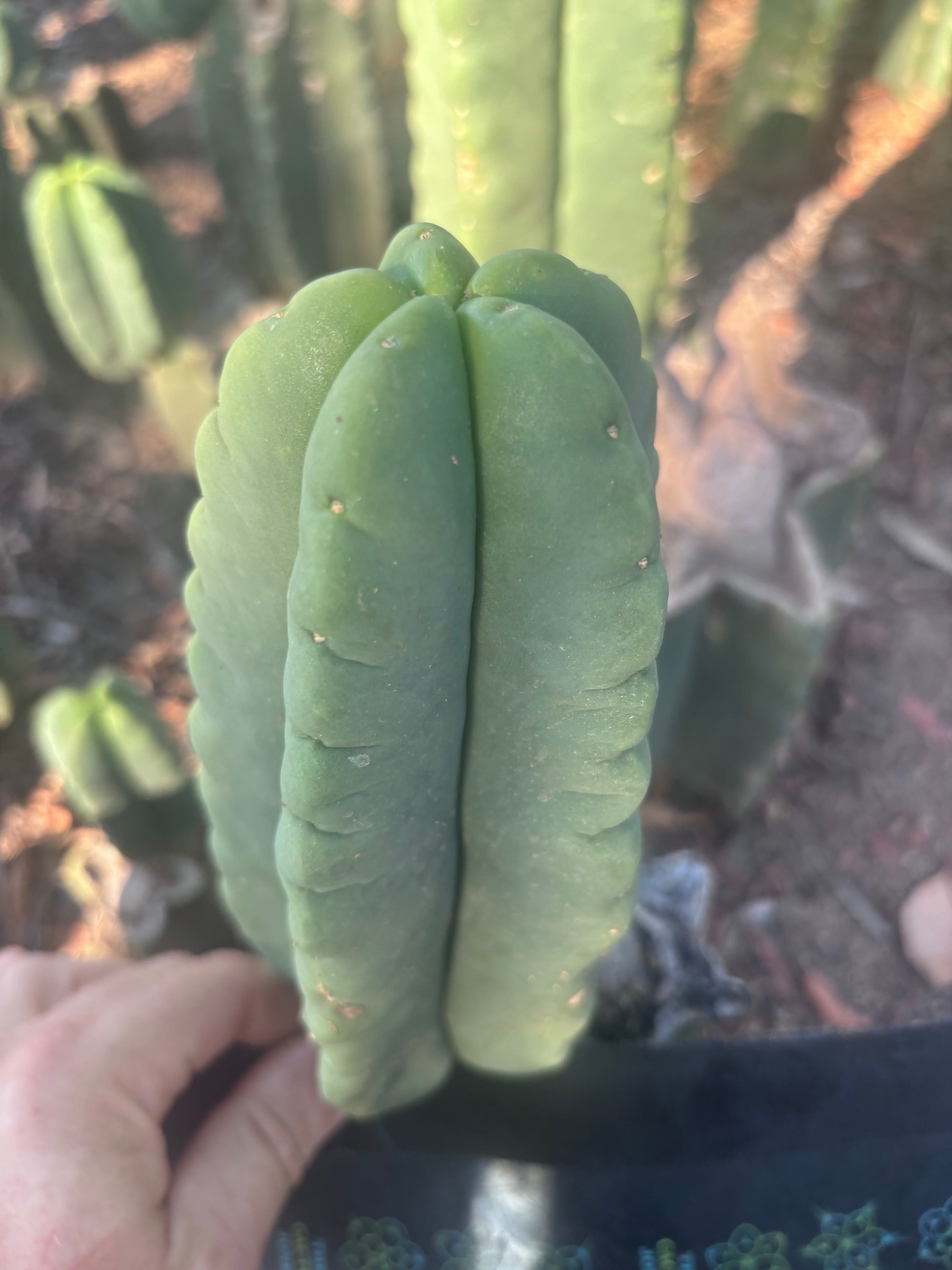 💎👑💎🌶️ Ferah — 8” Pup