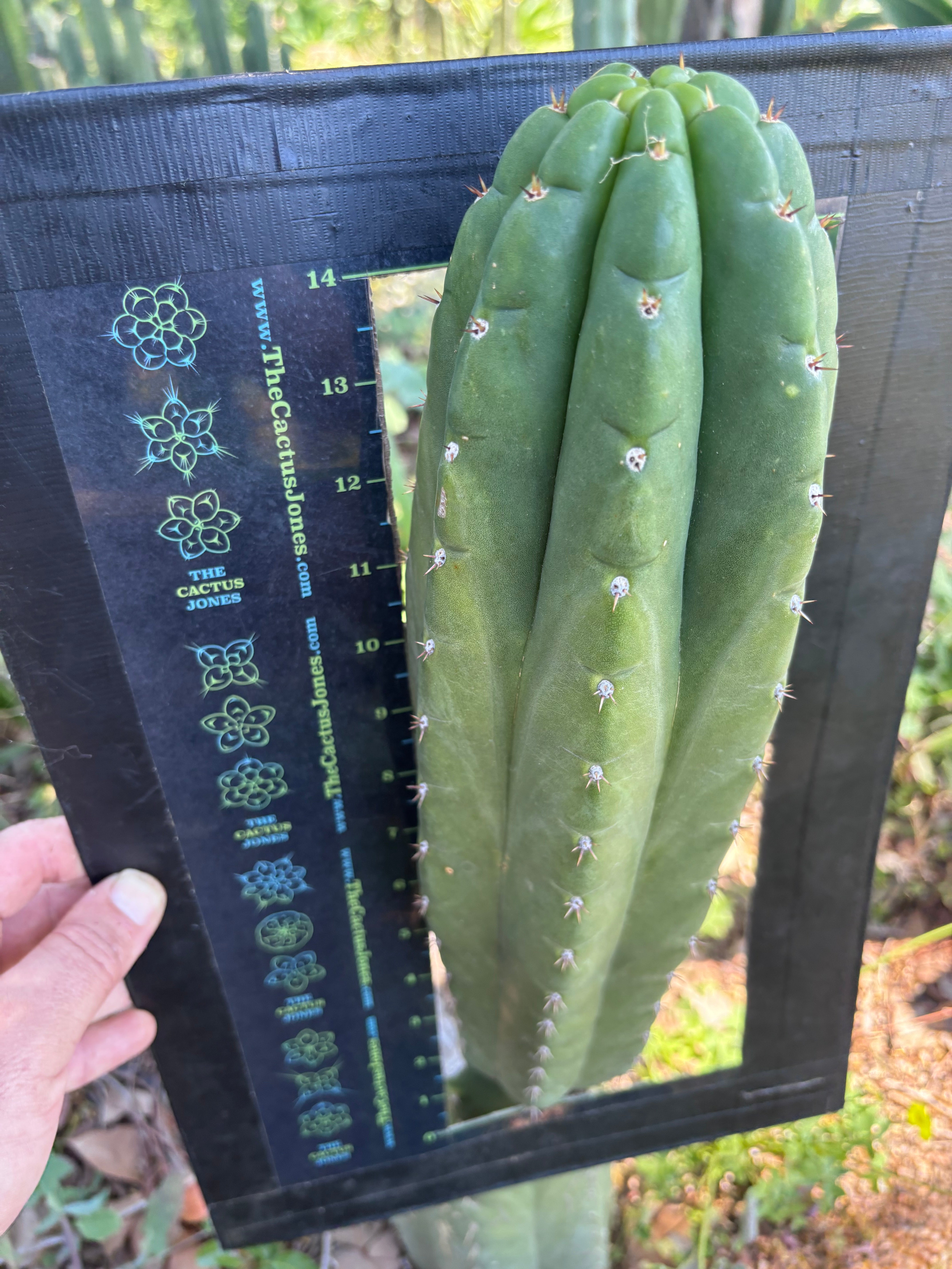 👑💎🌶️ Lima — MASSIVE 16” Pup