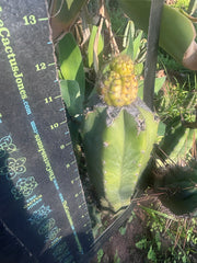 👑💎 Hulk’s Balls — Pupping Graft