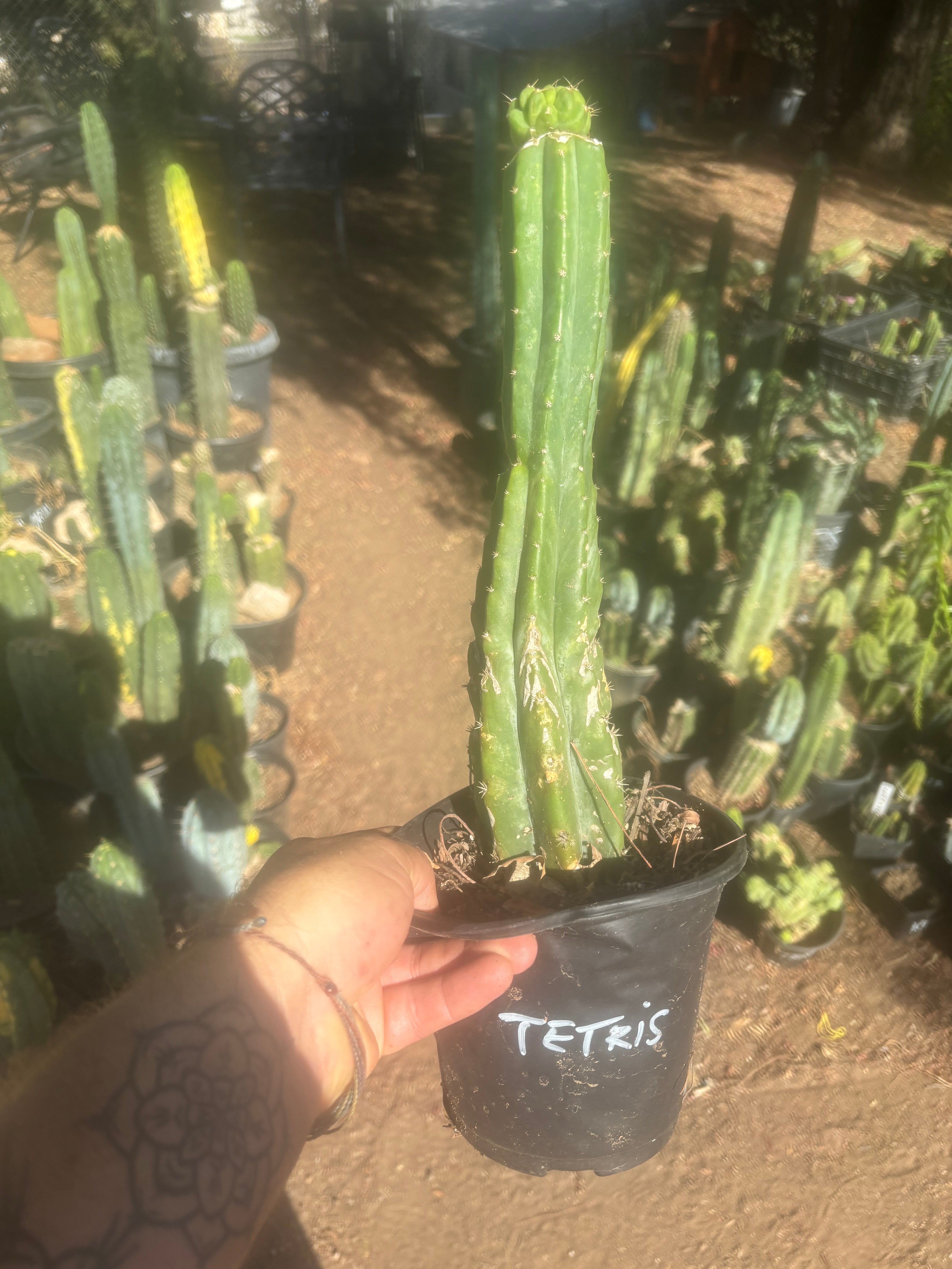 💎👑💎 Tetris — Pup Graft on Rooted 14” PC