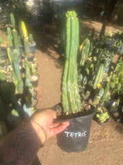 💎👑💎 Tetris — Pup Graft on Rooted 14” PC
