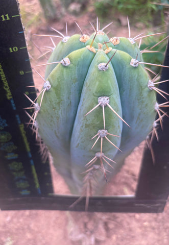 💎👑🌶️ CGG — Massive 10” Tip