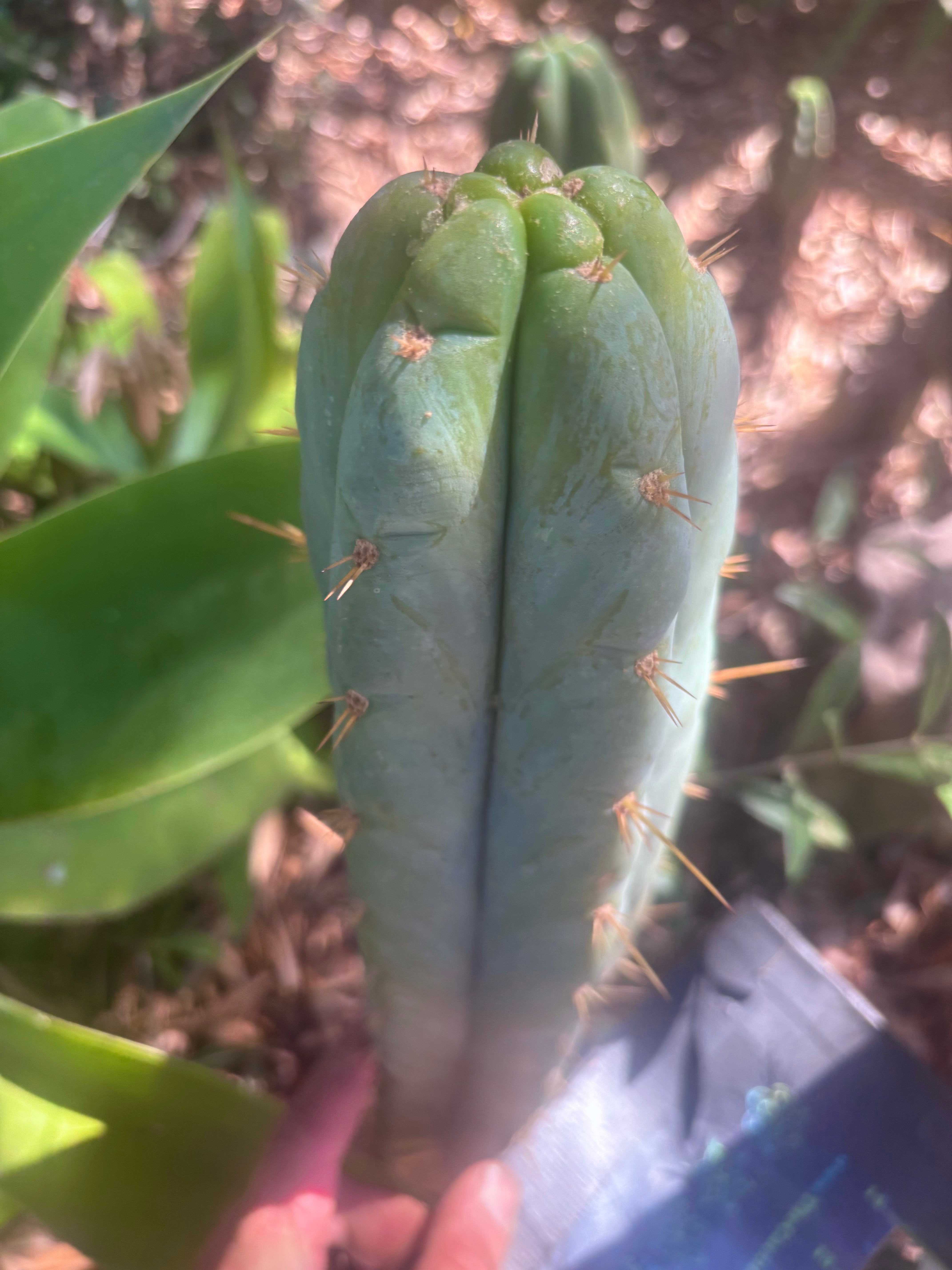 👑 Lotusland Huanu —  Frosty 12” Tip