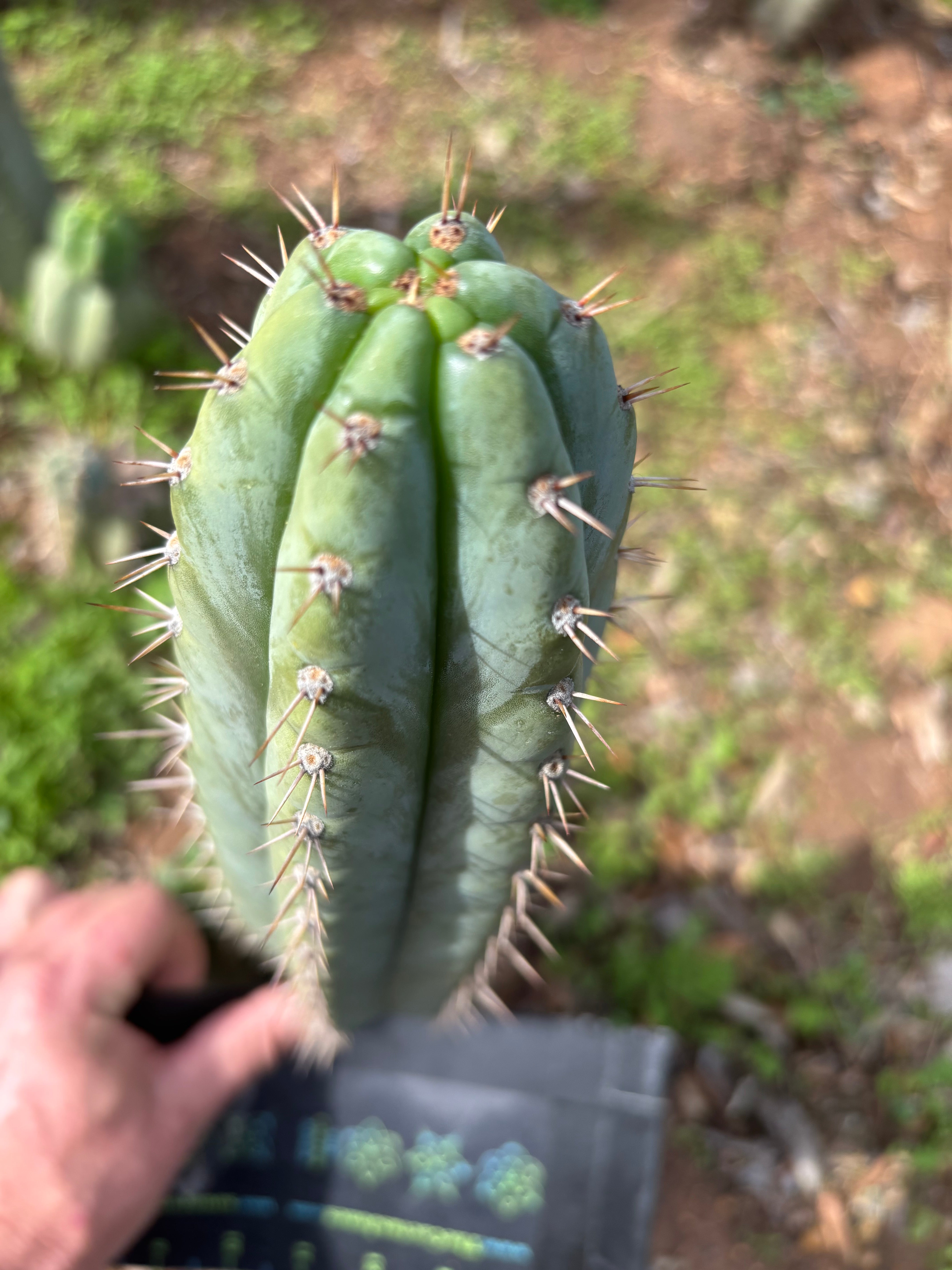 👑🌶️ Kimnach — Flawless 12” Pup