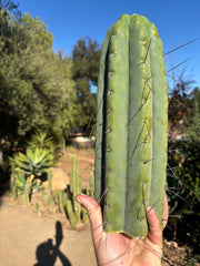 💎🌶️🌶️⚠️ E.R. — 13” MEGA Tip