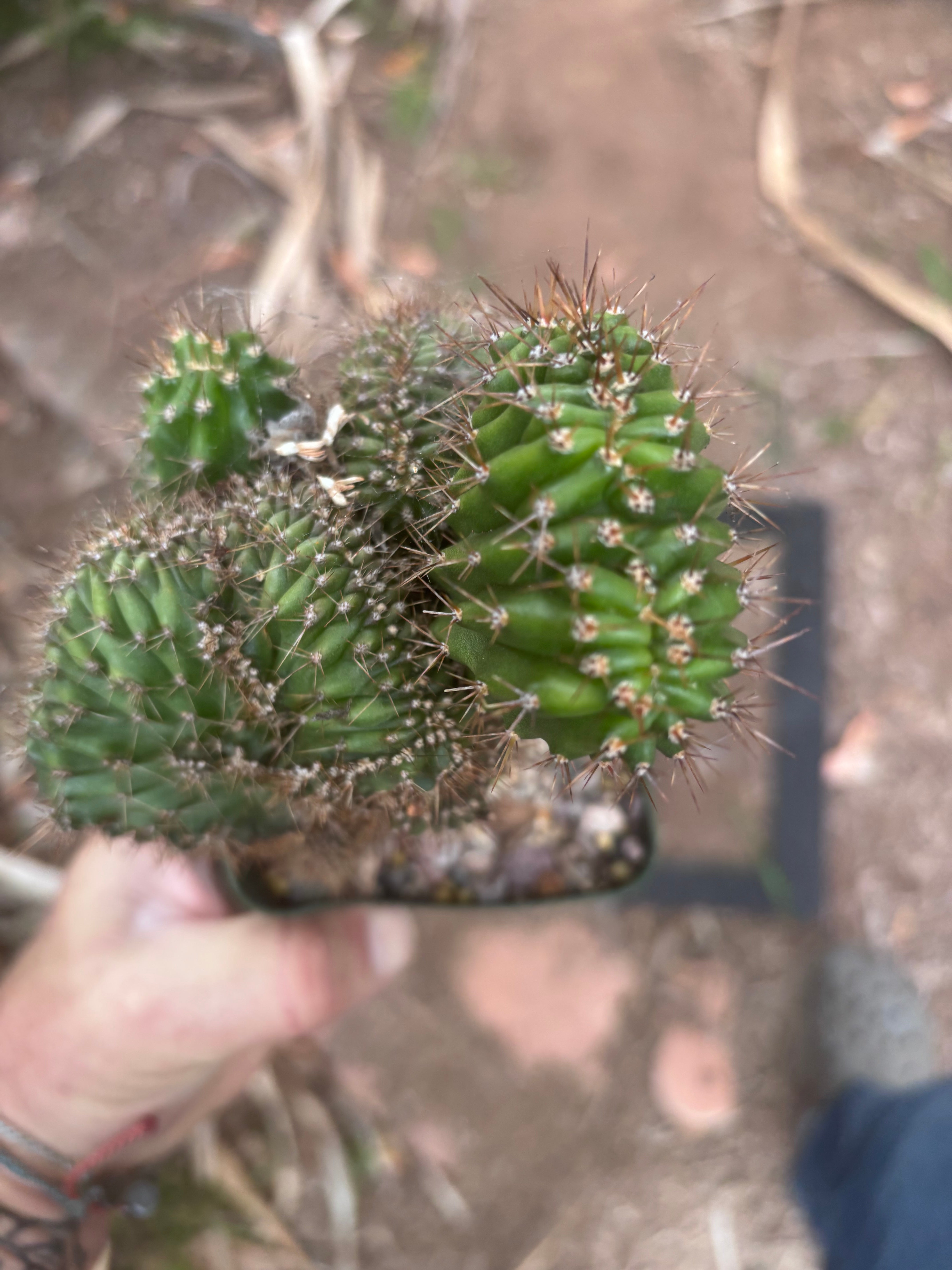 💎👑 Austin — Rooted 5” x 4” Crest (Whole)