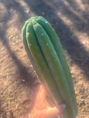 👑💎🌶️ Soozy — Massive Heavy 25” Tip