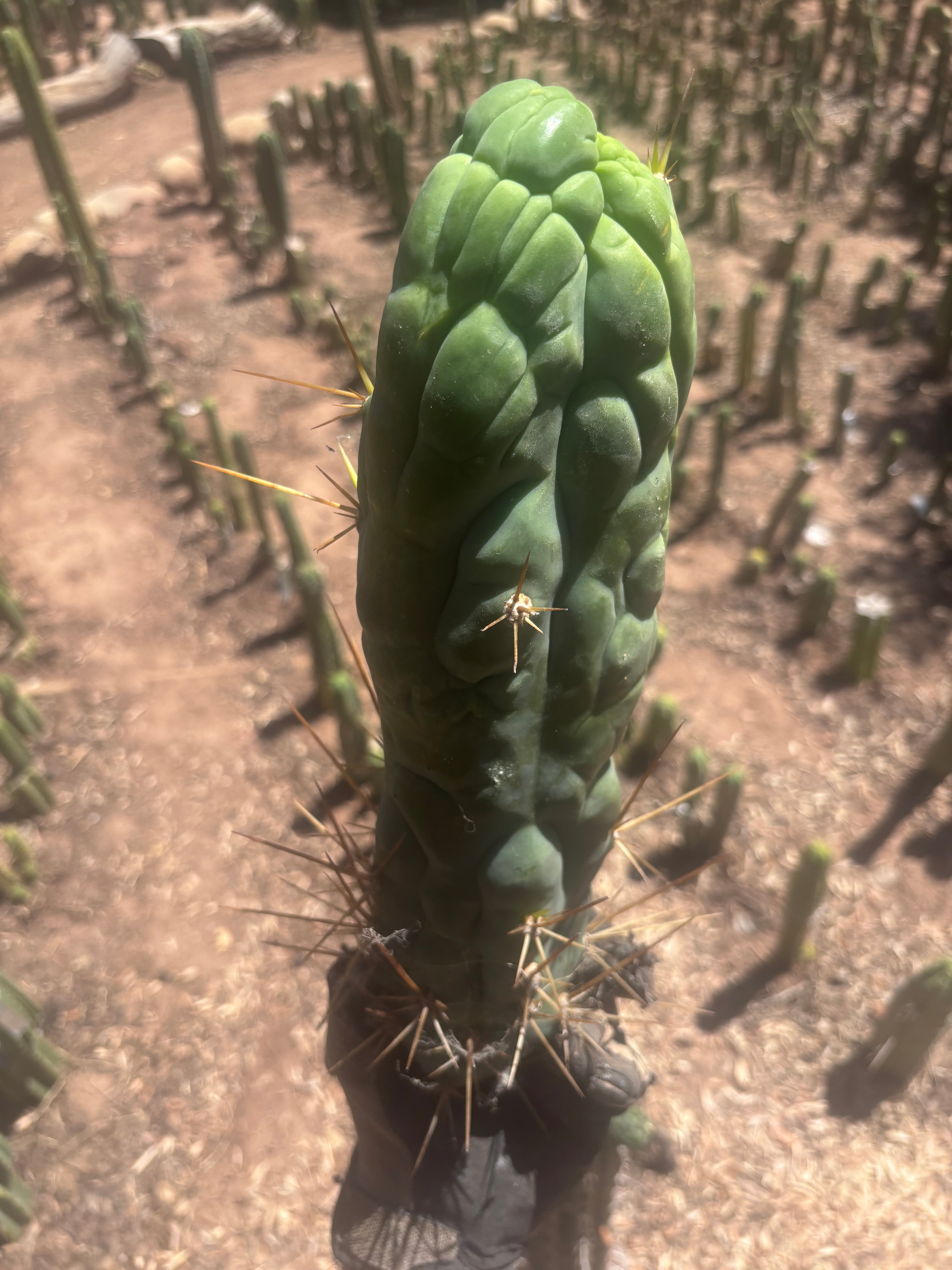 💎👑 Bruce’s Dragon — XXL 14” Tip