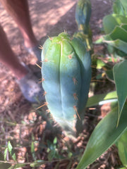 👑 Lotusland Huanu —  Frosty 12” Tip