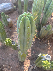 👑🌶️🌶️ Pala — FAT 10” Tip