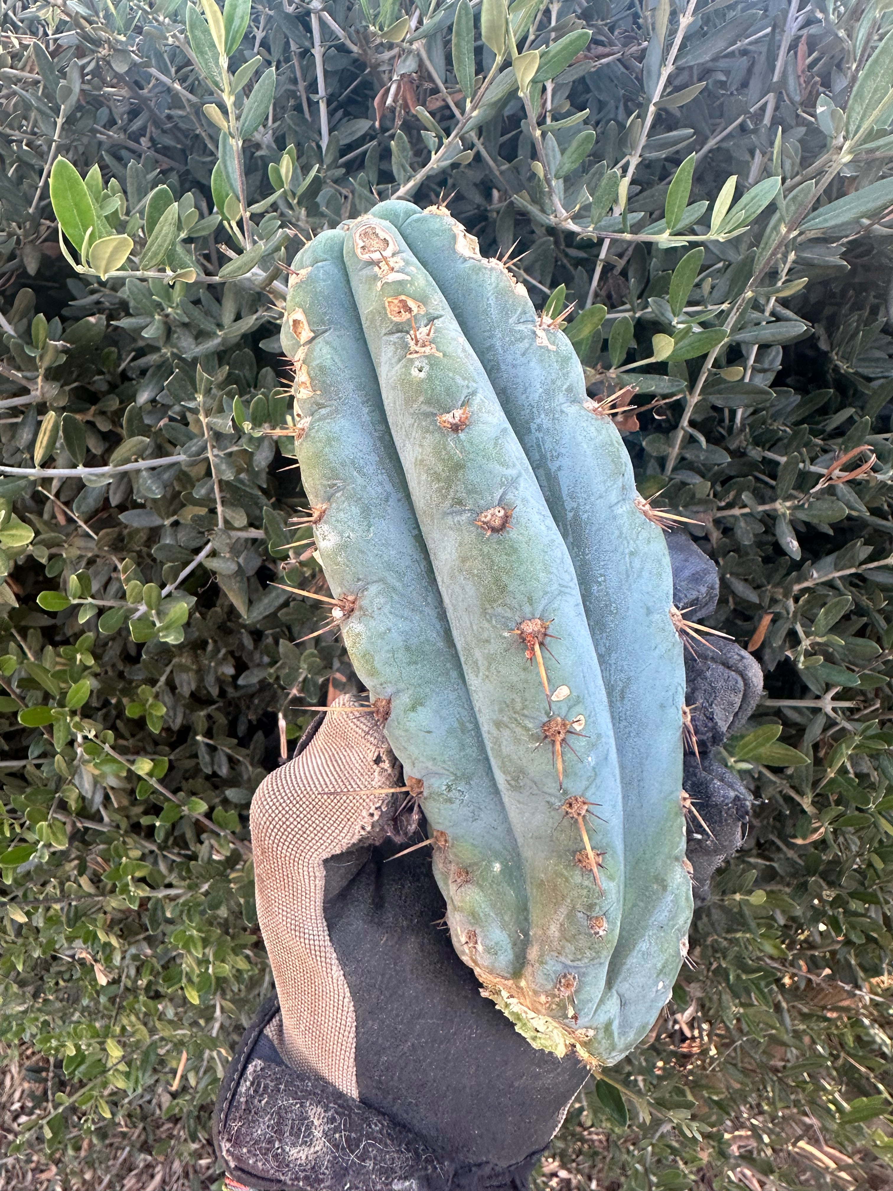 👑💎 Papa Smurf — 9” Pup